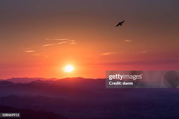 beautiful sunrise over mountains with bird flying - red sky stock-fotos und bilder