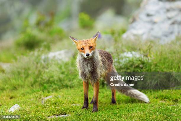 european red fox at the mountain among flowers - impatience flowers stock pictures, royalty-free photos & images