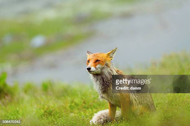 european red fox at the mountain among flowers - impatience flowers stock-fotos und bilder
