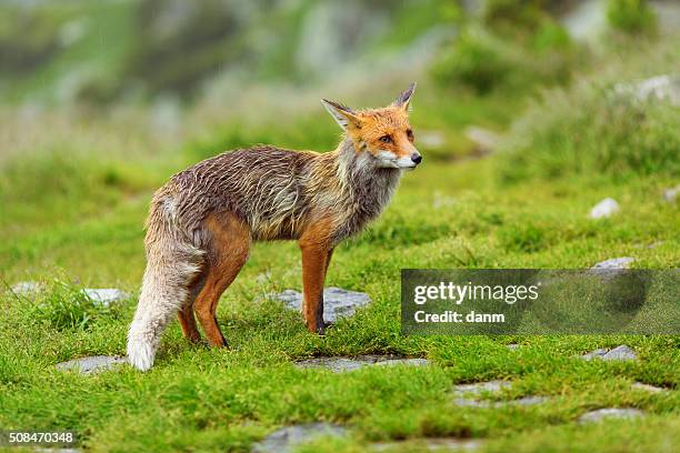 european red fox at the mountain among flowers - impatience flowers stock pictures, royalty-free photos & images