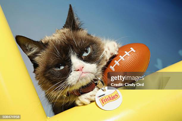 Grumpy Cat visits the SiriusXM set at Super Bowl 50 Radio Row at the Moscone Center on February 4, 2016 in San Francisco, California.