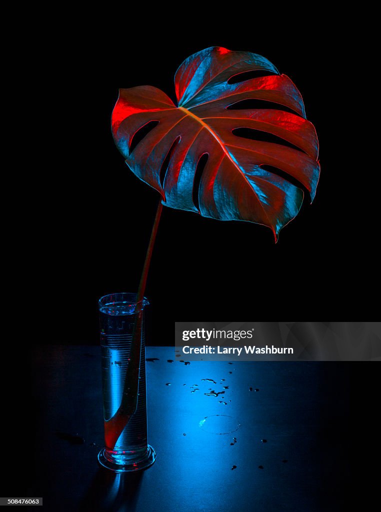 Leaf in test tube over black background