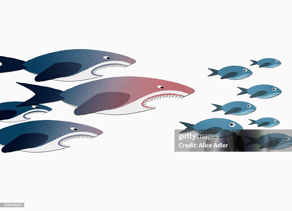 Sharks chasing small fish over white background