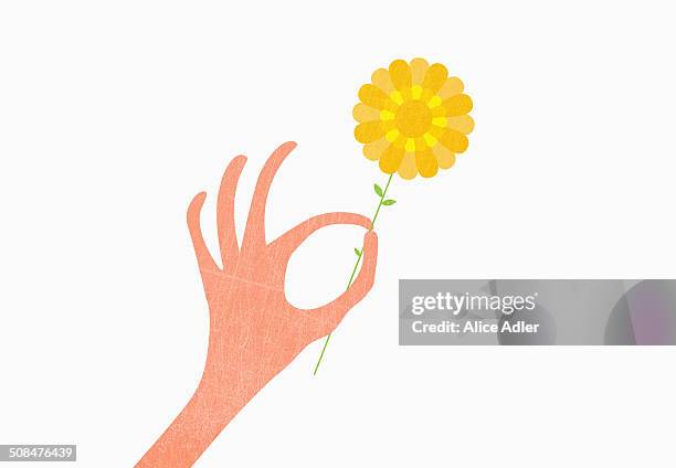 hand holding yellow against white background - yellow spring flowers stock illustrations