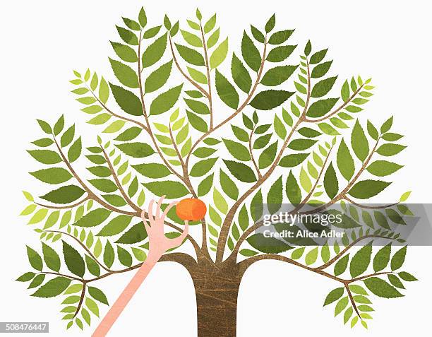 hand picking orange from tree against white background - fruit tree illustration stock illustrations