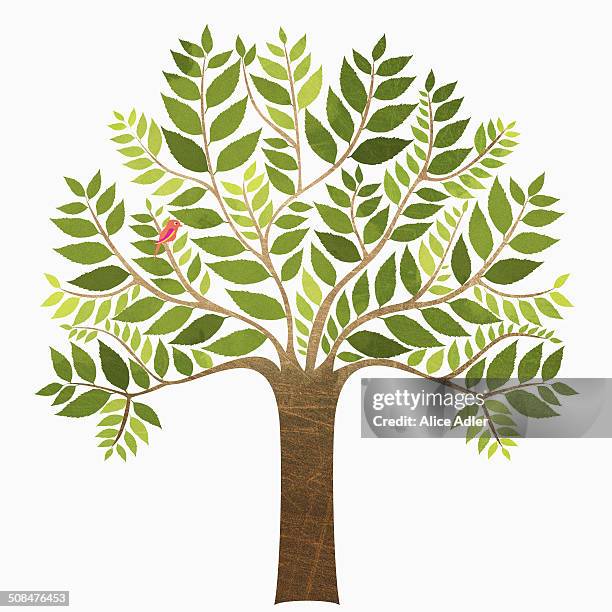 bird perching on tree branch against white background - trees clipart stock illustrations