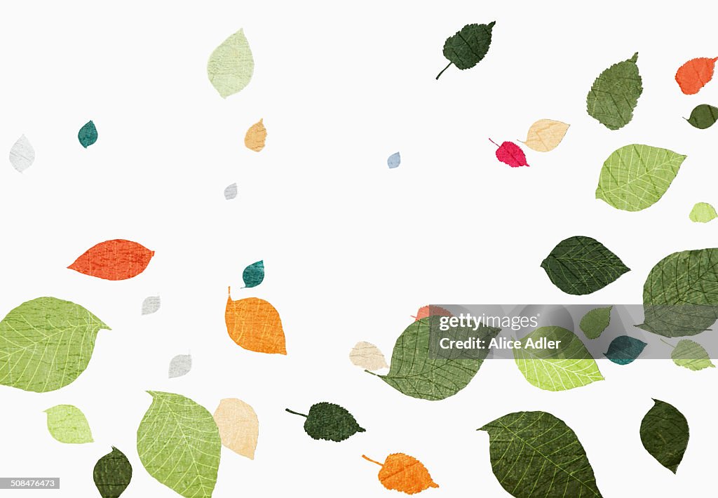Multi colored leaves falling over white background
