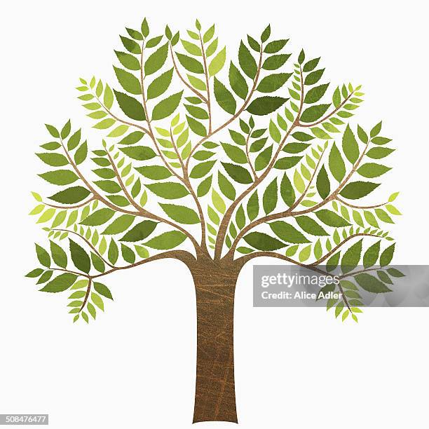 a tree against white background - tree stock illustrations