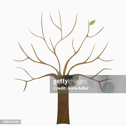 A bare tree over white background A bare tree over white background