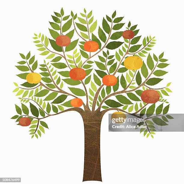 some oranges growing on tree over white background - tree trunk stock illustrations