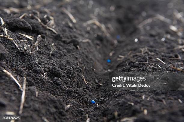 close-up of soil with blue seeds - voronezh stock pictures, royalty-free photos & images