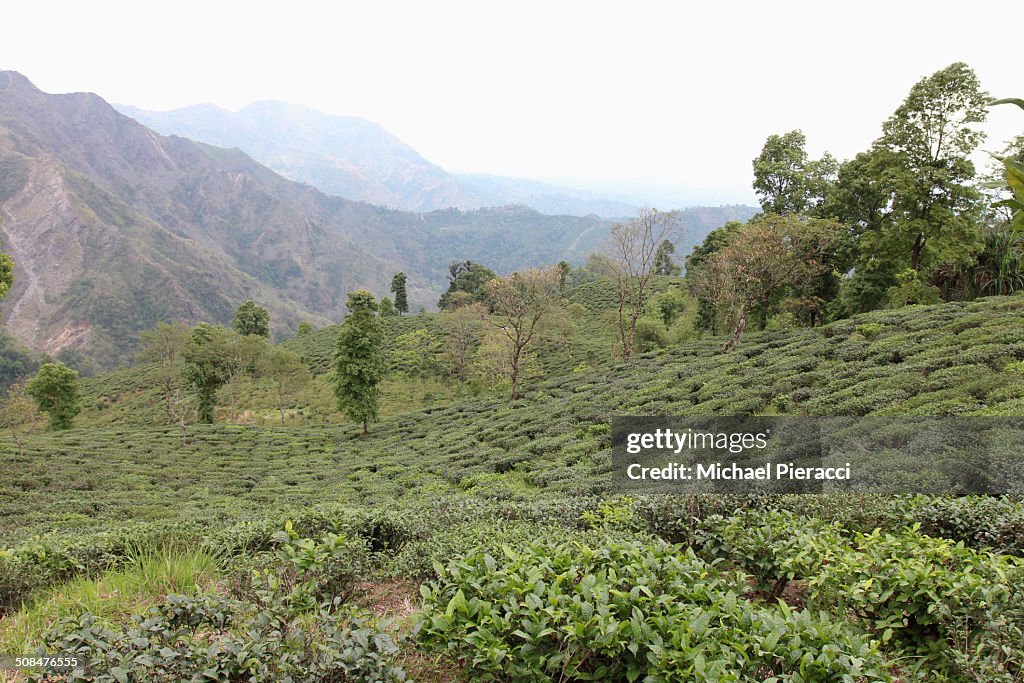 View of tea plantations