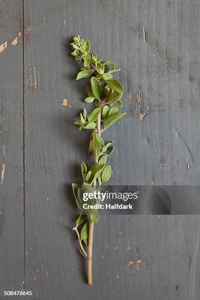 directly above shot of fresh oregano on table - origano foto e immagini stock