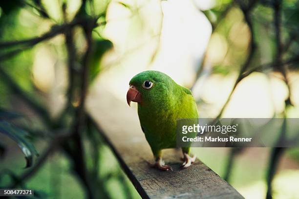 green parrot perching on wooden plank outdoors - solentiname nicaragua stock pictures, royalty-free photos & images