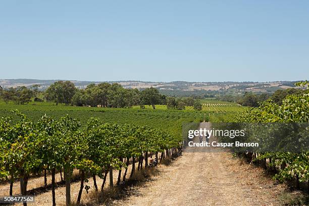 people walking on dirt road at vineyard - australian vinyards stock-fotos und bilder