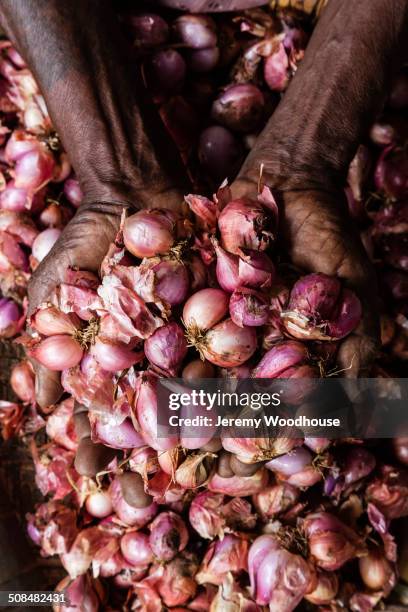 close up of woman's hands cupping shallots - shallot stock pictures, royalty-free photos & images