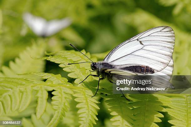 black-veined white -aporia crataegi-, baikal, siberia, russian federation, eurasia - groot geaderd witje stockfoto's en -beelden