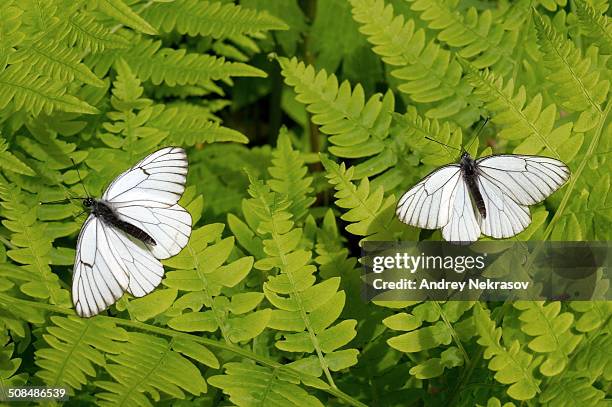 black-veined whites -aporia crataegi-, baikal, siberia, russian federation, eurasia - groot geaderd witje stockfoto's en -beelden