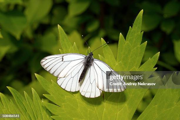 black-veined white -aporia crataegi-, baikal, siberia, russian federation, eurasia - groot geaderd witje stockfoto's en -beelden