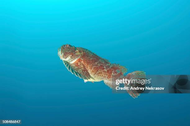 Raven Fish 256 Sea Raven Stock Photos, High-Res Pictures, and Images - Getty Images