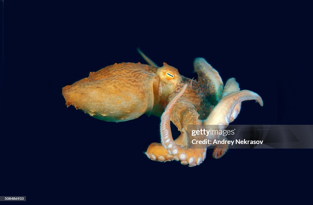 Giant Pacific octopus or North Pacific giant octopus -Enteroctopus dofleini-, Japan Sea, Primorsky Krai, Russian Federation, Far East