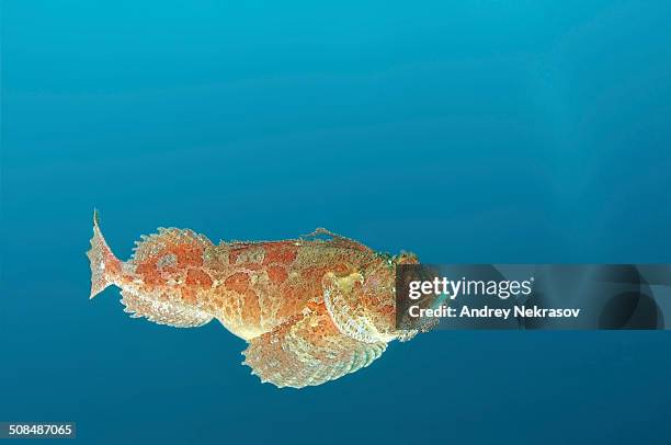 Raven Fish 258 Sea Raven Stock Photos, High-Res Pictures, and Images - Getty Images