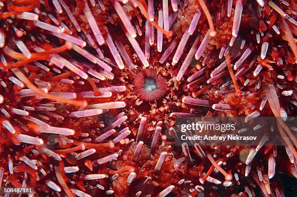 mouth of green sea urchin -strongylocentrotus droebachiensis-, japan sea, primorsky krai, russian federation, far east - green sea urchin stock pictures, royalty-free photos & images