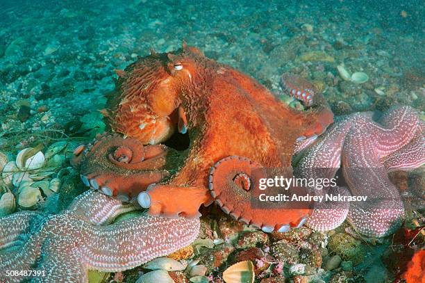 giant pacific octopus, north pacific giant octopus -enteroctopus dofleini-, sea of japan, primorsky krai, russia - giant octopus stock pictures, royalty-free photos & images