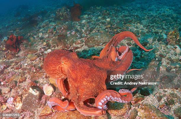 giant pacific octopus or north pacific giant octopus, -enteroctopus dofleini-, sea of japan, primorsky krai, russian far east, russian federation - giant octopus stock pictures, royalty-free photos & images