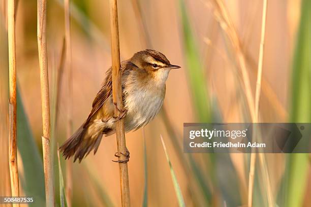 sedge warbler -acrocephalus schoenobaenus-, perched on a reed, illmitz, lake neusiedl, burgenland, austria, europe - sedge warbler stock pictures, royalty-free photos & images