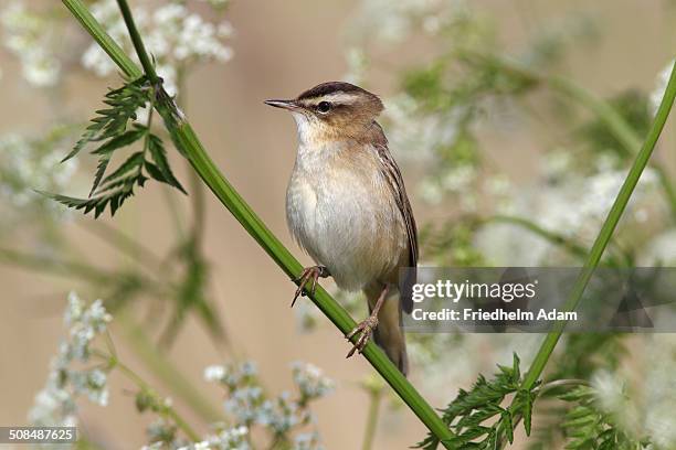 sedge warbler -acrocephalus schoenobaenus-, singing, perched on cow parsley -anthriscus sylvestris-, lauwersmeer national park, holland, the netherlands - sedge warbler stock pictures, royalty-free photos & images