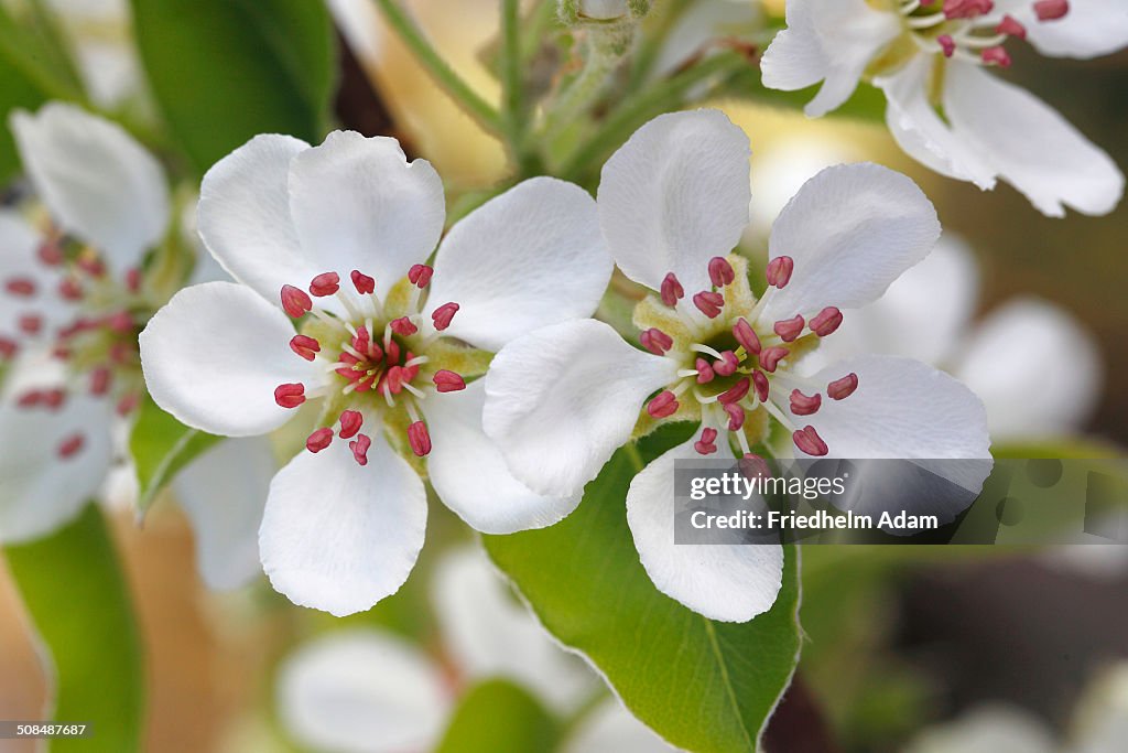 Williams Christ, cultivar of the Common Pear -Pyrus communis-, blossoms, North Rhine-Westphalia, Germany