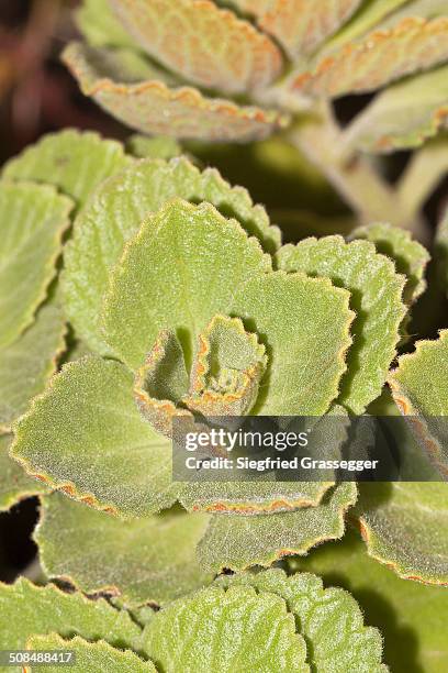 scaredy cat plant -coleus canina hybr.-, drives away cats and dogs - ca nina stock pictures, royalty-free photos & images