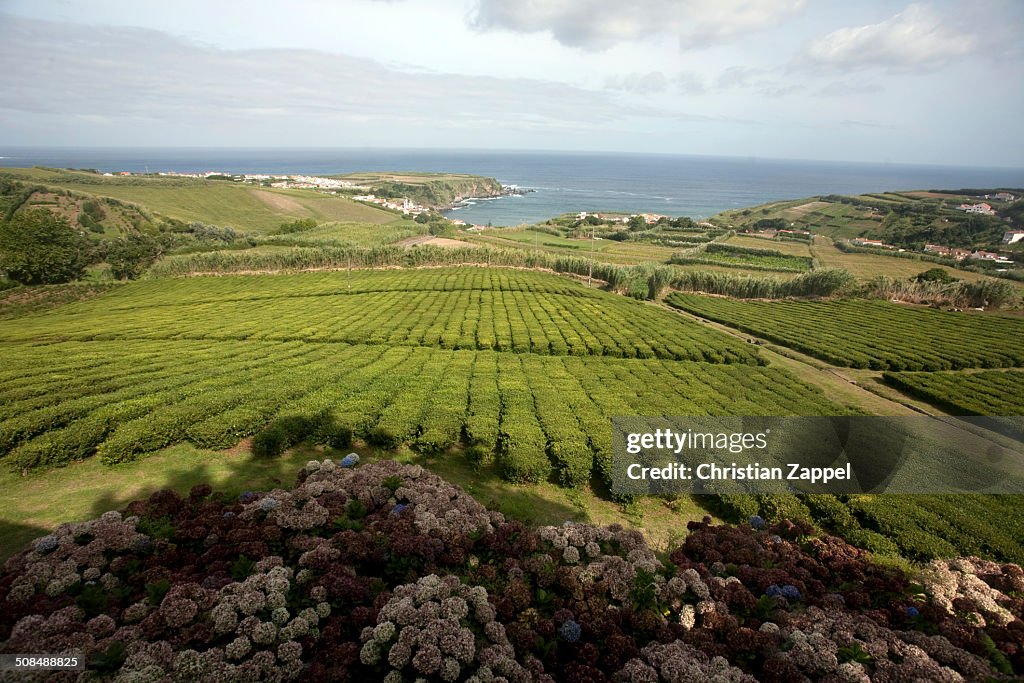 The only tea plantation in Europe, Sao Miguel, Portugal