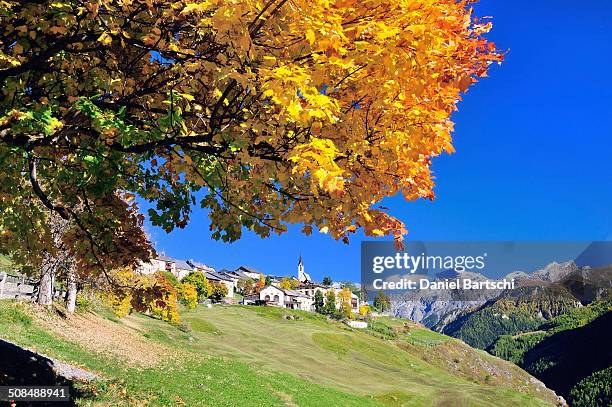 autumnal tree, guarda, lower engadine, graubunden, switzerland - ガルダ ストックフ��ォトと画像