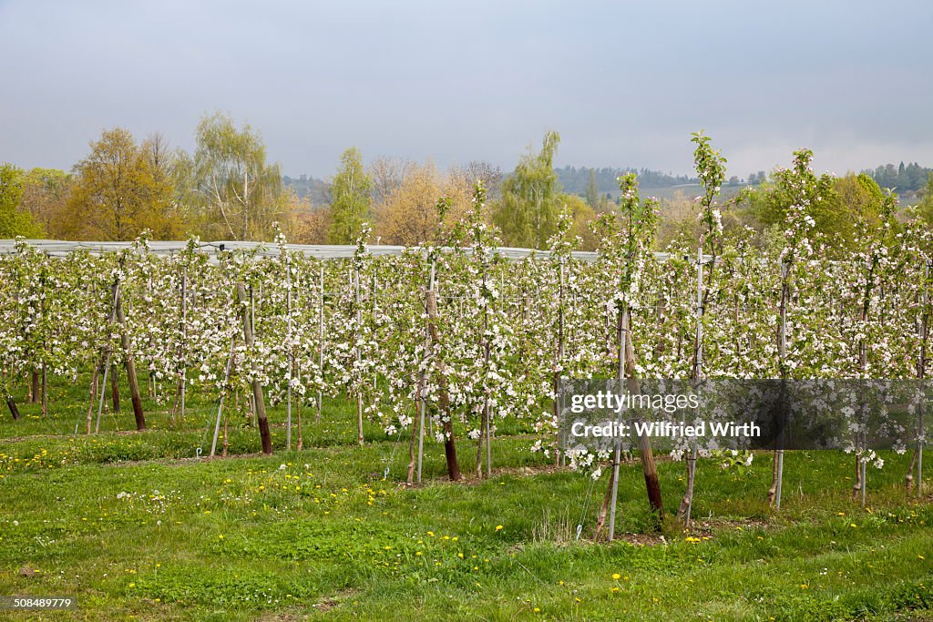 Blossoming Apple Trees -Malus- in an orchard, Meersburg, Baden-Wurttemberg, Germany