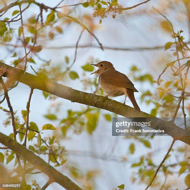 nightingale -luscinia megarhynchos-, singing, thuringia, germany - nightingale singing stock-fotos und bilder