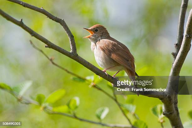 nightingale -luscinia megarhynchos-, singing, thuringia, germany - nightingale fotografías e imágenes de stock