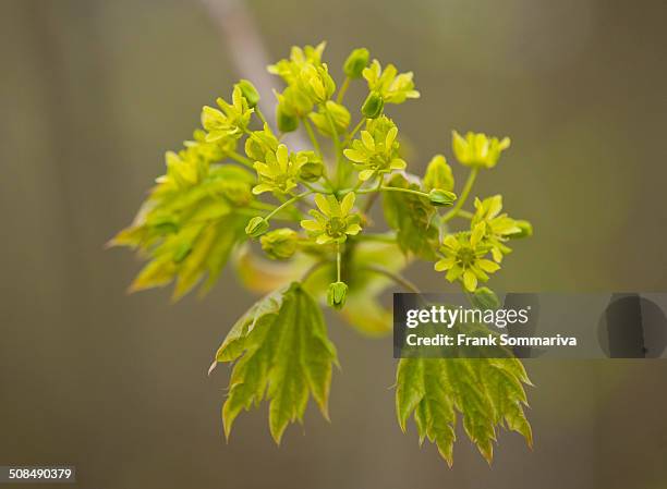 norway maple -acer platanoides-, flowering, thuringia, germany - flowering maple tree stock pictures, royalty-free photos & images