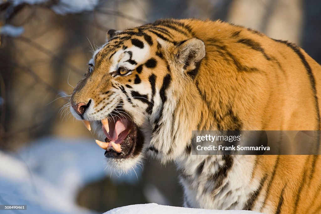 Siberian Tiger or Amur Tiger -Panthera tigris altaica- baring its teeth, captive, Saxony, Germany