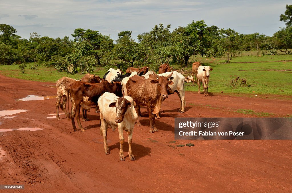 Cattle in the village of Idool, near Ngaoundere, Cameroon, Central Africa, Africa