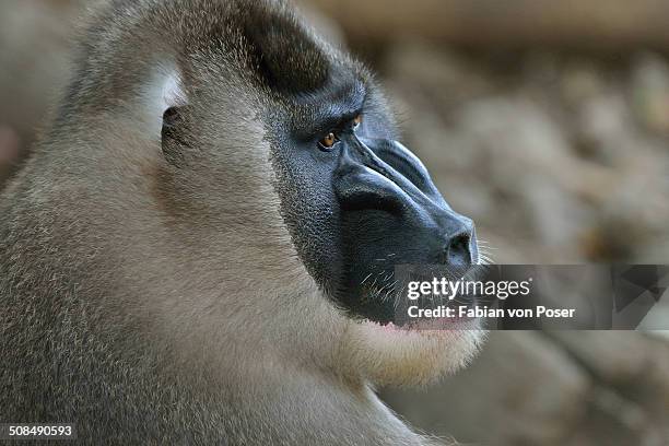 Drill Monkey Rear Monkey Drill Photos and Premium High Res Pictures - Getty Images