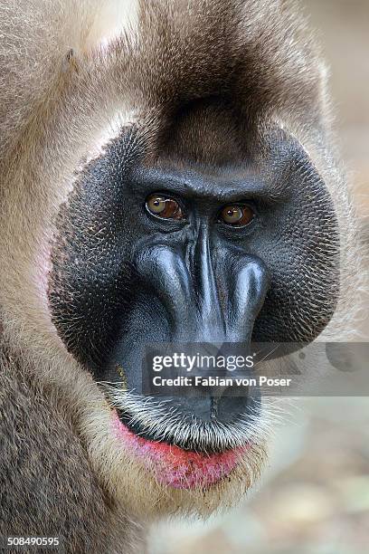 Drill Monkey Rear 174 Monkey Drill Stock Photos, High-Res Pictures, and Images - Getty Images