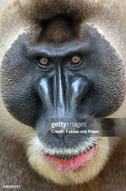 Drill Monkey Rear 175 Monkey Drill Stock Photos, High-Res Pictures, and Images - Getty Images