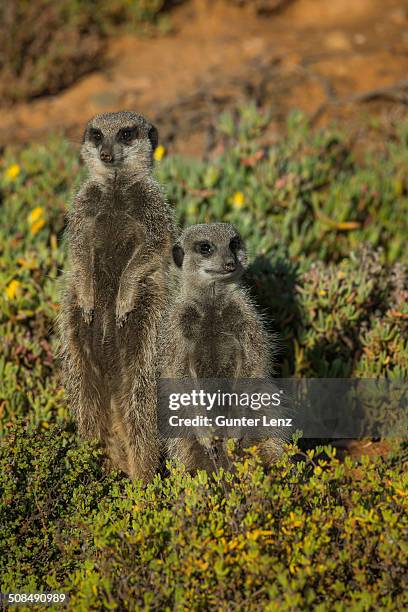 two meerkats -suricata suricatta-, little karoo, western cape province, south africa - 半沙漠高原 個照片及圖片檔