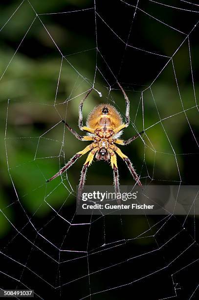 orb-weaver spider -araneidae- in warning coloration sitting in the center of a web, tiputini, rainforest, yasuni national park, ecuador, south america - warning coloration stockfoto's en -beelden