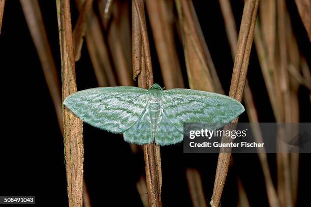 geometer moth -geometridae-, tandayapa region, andean cloud forest, ecuador, south america - geometridae stock pictures, royalty-free photos & images