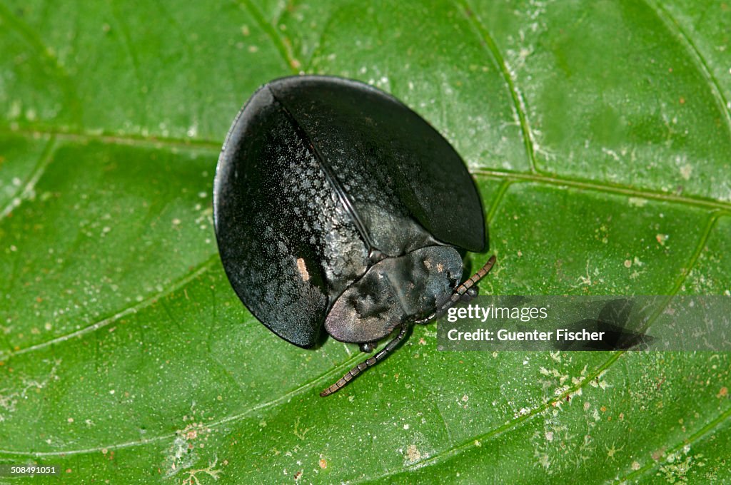 Black tortoise beetle -Cassidinae-, Tiputini rain forest, Yasuni National Park, Ecuador, South America