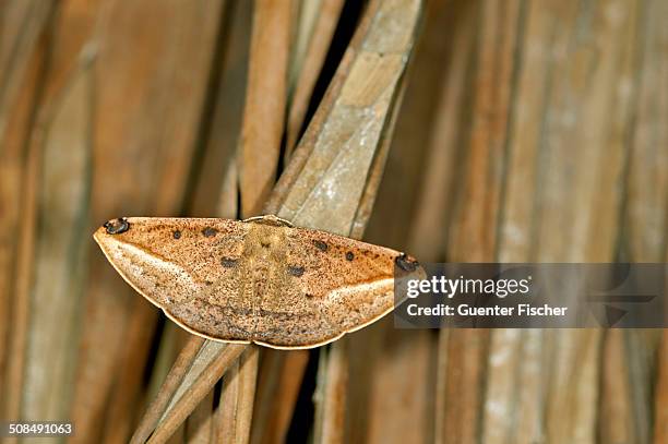 geometer moth or geometridae -geometridae-, tandayapa region, andean cloud forest, ecuador, south america - geometridae stock pictures, royalty-free photos & images