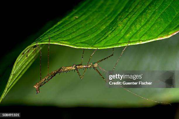 Phasmida Examples 63 Phasmid Stock Photos, High-Res Pictures, and Images - Getty Images